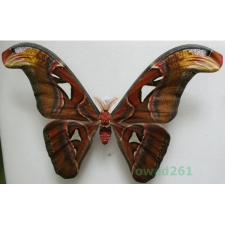 Attacus atlas Linnaeus, 1758 male ex. ovo Thailand 197mm41